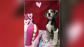 Rescue dogs to deliver Valentine’s gifts