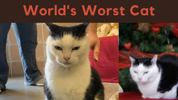 Perdita, ‘World’s Worst Cat,’ gets adopted after snarky Facebook ad