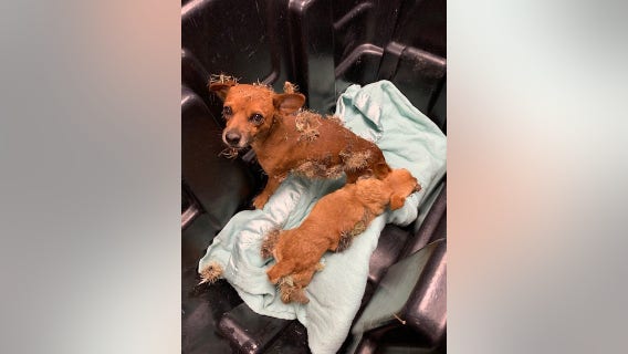 Cactus dogs: 2 Chihuahuas rescued after being found covered in cactus