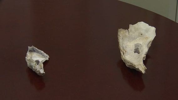 Disappearing oysters could spell trouble for environment, economy