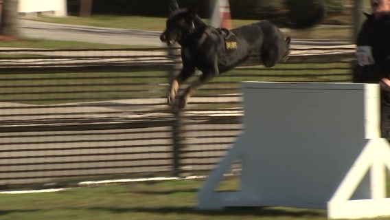 Dozens of police dogs show off skills in Pinellas Park