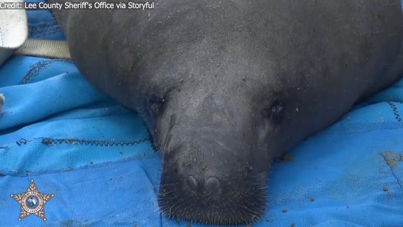 Rehabilitated manatees released back in Florida waters