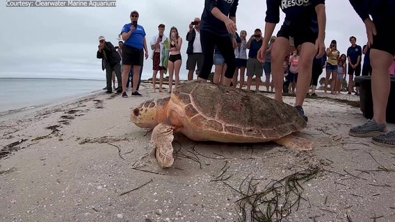 Rescued loggerhead sea turtle released into Gulf of Mexico after 8 months of rehabilitation