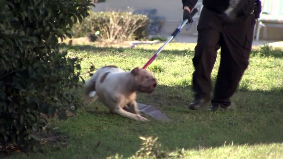 Neighbors, firefighters help Spring Hill woman attacked by pack of dogs