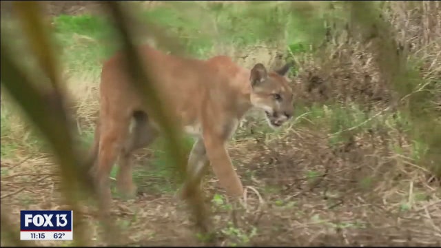 FWC: Florida panther struck and killed by vehicle