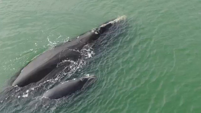 Rare right whale mother, calf seen off South Carolina coast