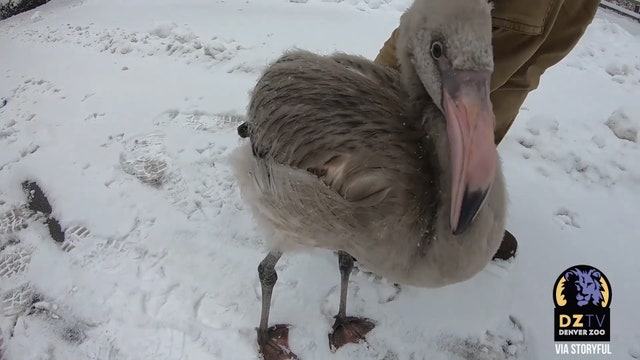 Cautious flamingo chick takes first steps in snow at Denver Zoo