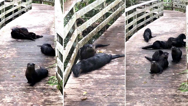 ‘Romp’ of playful otters appear on Florida boardwalk