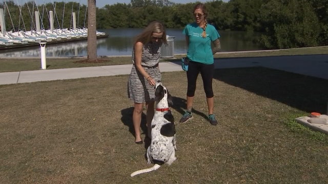 New training method gives dogs the ability to choose