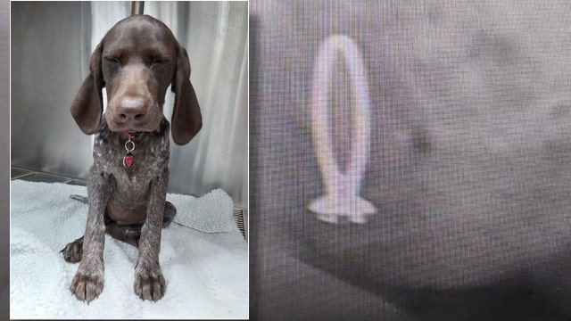 Pooch eats diamond ring after owner’s fiancé popped the question