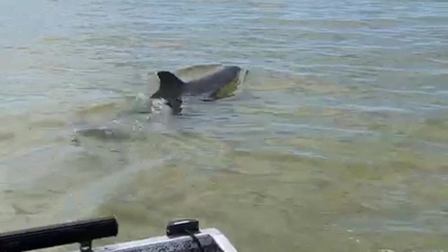 Dolphin swims alongside Pasco County deputies 