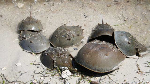 FWC wants you to help them track horseshoe crab sightings during peak mating season