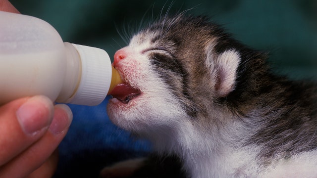 Volunteers needed to bottle feed, foster kittens for Bradenton animal rescue