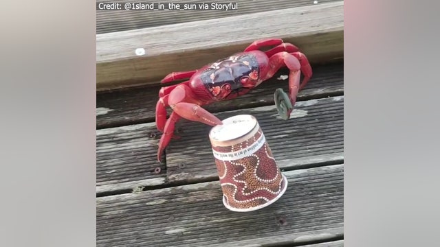 Christmas Island shellfish seeks caffeine fix