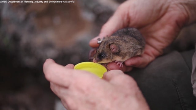 Endangered mountain pygmy-possum laps up water from wildlife officer