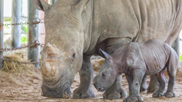 Zoo Tampa welcomes southern white rhino as part of species survival plan