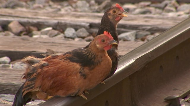 Plight of Ybor City’s famous feathered fowl at heart of annual art exhibit