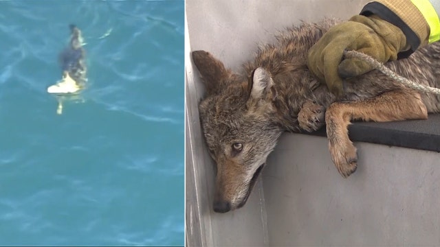 Coyote euthanized after it was rescued from water at Port of Miami