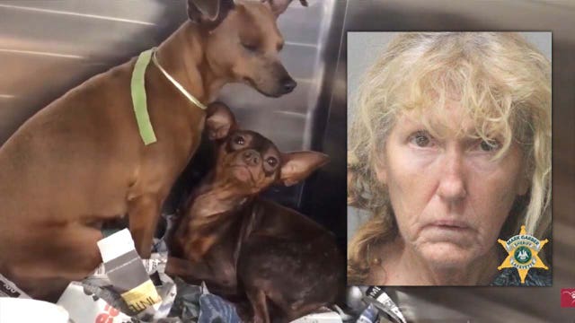 Dogs rescued from Louisiana breeder will be up for adoption at Humane Society of Tampa