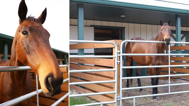 Sarasota Sheriff's Office horse dies at the age of 14