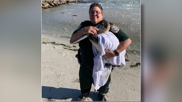 Manatee deputies rescue distressed pelican on Anna Maria Island