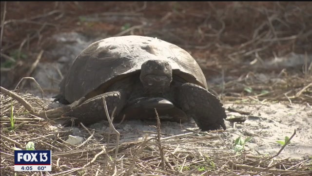 Once farmland, Perico Preserve now perfect home for once-homeless gopher tortoises