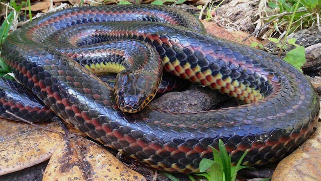 Rare rainbow snake seen in Ocala is first sighting of species since 1969