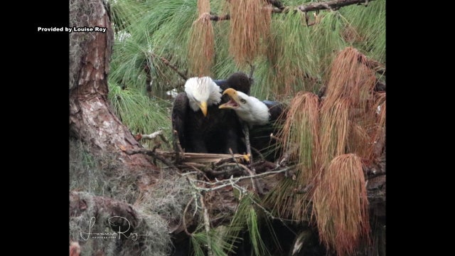 Eagle-eyed volunteers help our national symbol soar