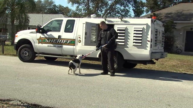 County: Dogs involved in vicious attack were not permitted at Spring Hill home