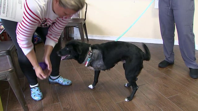 No charges filed after untreated Citrus County dog gnaws her leg off