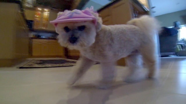 Expert offers tips on picking the right dog for you