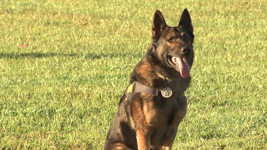 Dozens of police dogs show off skills in Pinellas Park