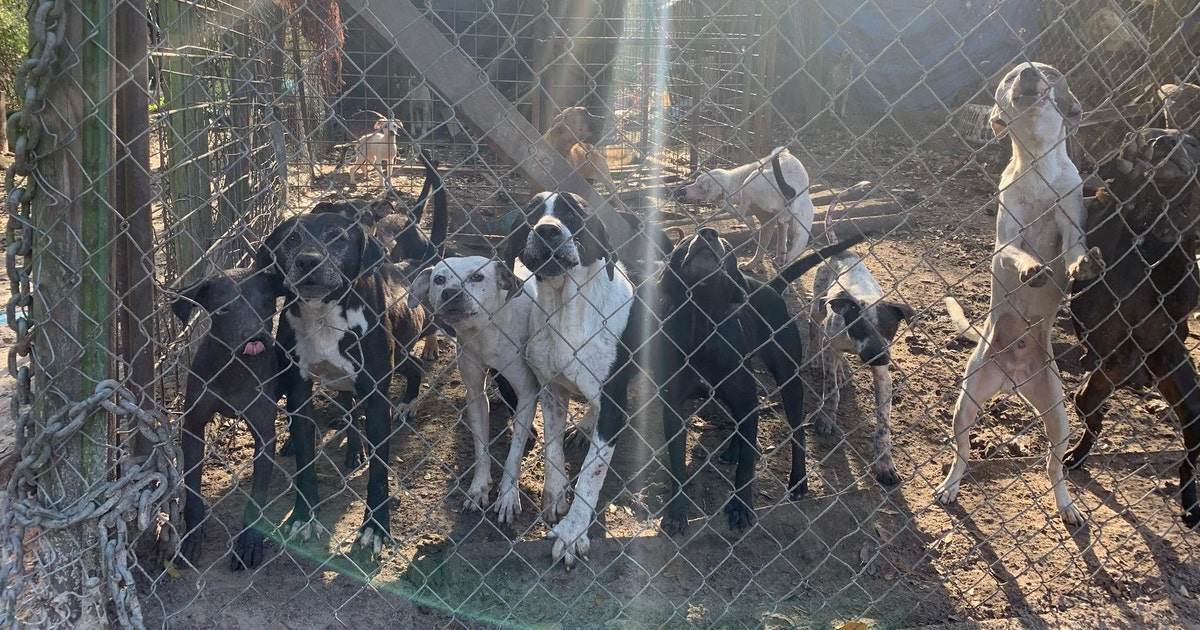 2 arrested after 118 dogs rescued from deplorable conditions in north ...