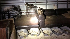 Hernando County deputies investigating after 30 cats found living in deplorable conditions