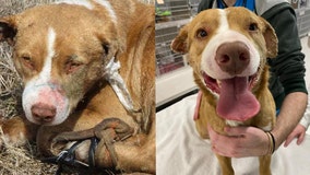 Arrest made after dog had glue poured in ears, shot with BB gun