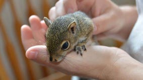 Oklahoma woman arrested after police find meth, baby squirrel in her purse, officials say