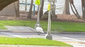 Swan uses crosswalk to cross the street in Lakeland