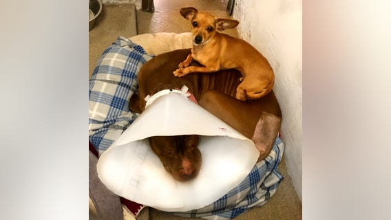 Fur-ever home found for inseparable Chihuahua and Pit Bull mix