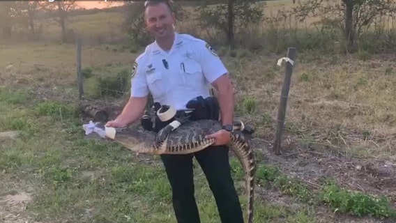 Lost alligator hitches ride in back of Hillsborough County cruiser
