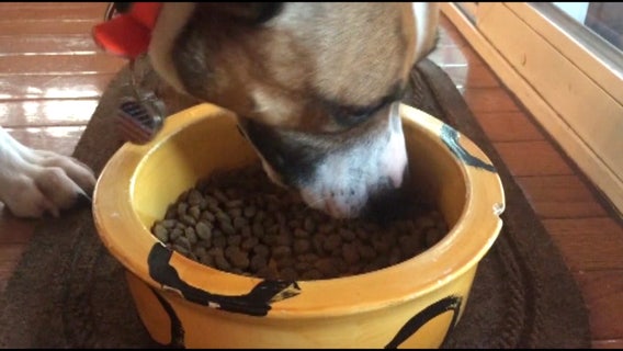 Manatee County providing free pet food, treats on Tuesday, March 31