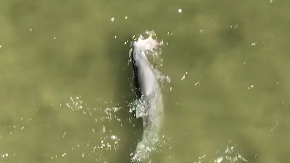 Video: Jack crevalle tries to evade capture, but becomes hungry dolphin's next meal