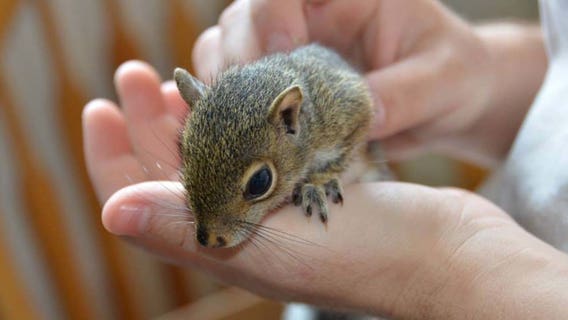 Oklahoma woman arrested after police find meth, baby squirrel in her purse, officials say