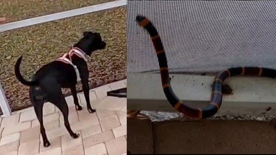 Pet owner struggles to find open veterinary clinic after dog comes face-to-face with coral snake