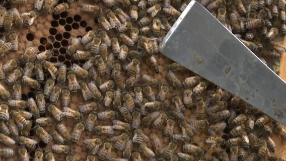 Sweet adventure awaits at Heritage Bee Farm in Myakka City