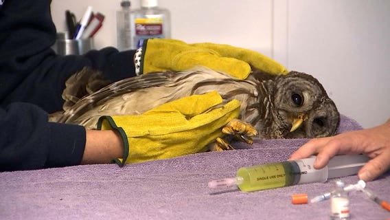Odessa rescue group focuses on rescuing, rehabilitating and releasing Florida’s wildlife