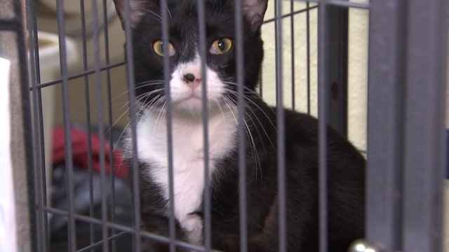 The Humane Society of Tampa Bay's new animal facility will also be used as a hurricane shelter
