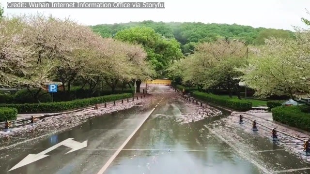 Cherry blossoms in Wuhan bloom as coronavirus-stricken city begins 'restarting'
