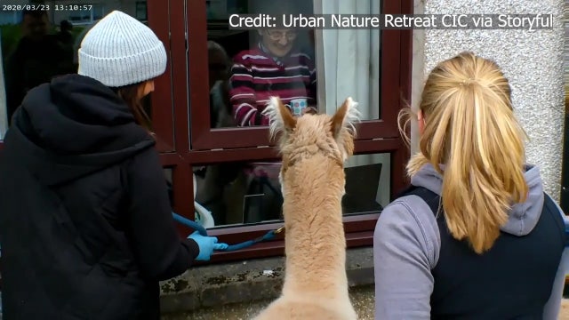Alpacas visit Edinburgh care home residents amid coronavirus pandemic