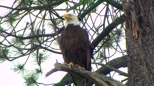 Texas farmer admits to killing bald eagle after spreading fields with poison-laced corn