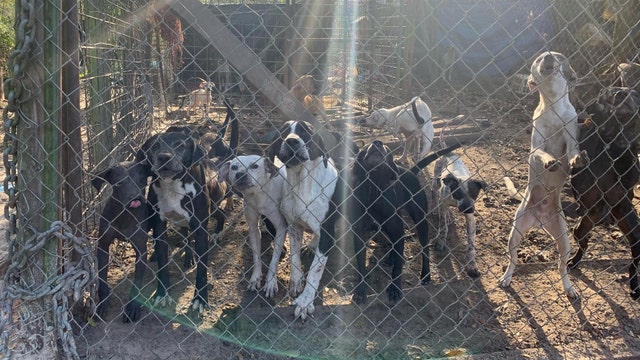 Florida deputies arrest 2, rescue 118 dogs